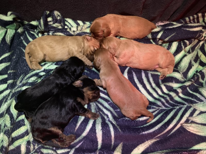 Cavalier King Charles Spaniel - De L'Arche De Cybelle