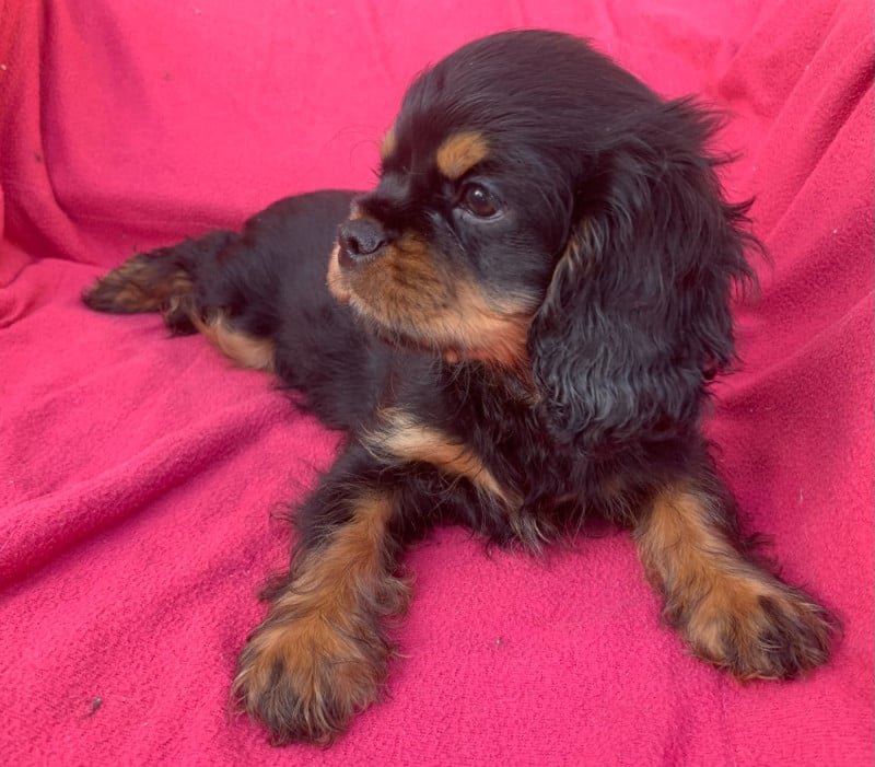 Cavalier King Charles Spaniel - De L'Arche De Cybelle