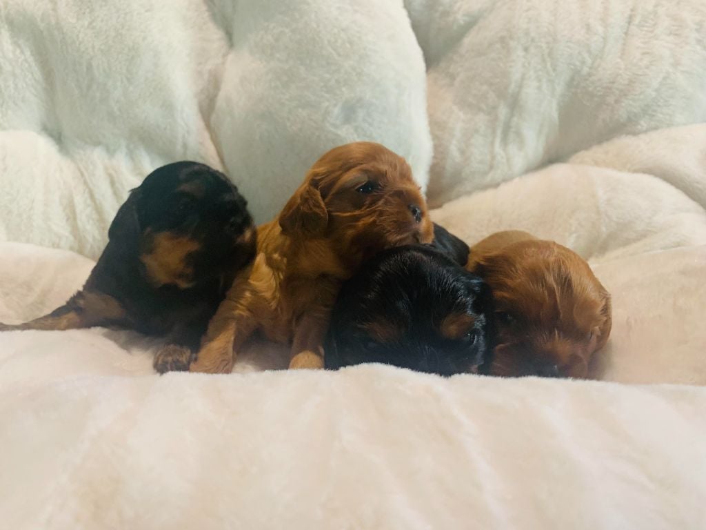 Cavalier King Charles Spaniel - De L'Arche De Cybelle