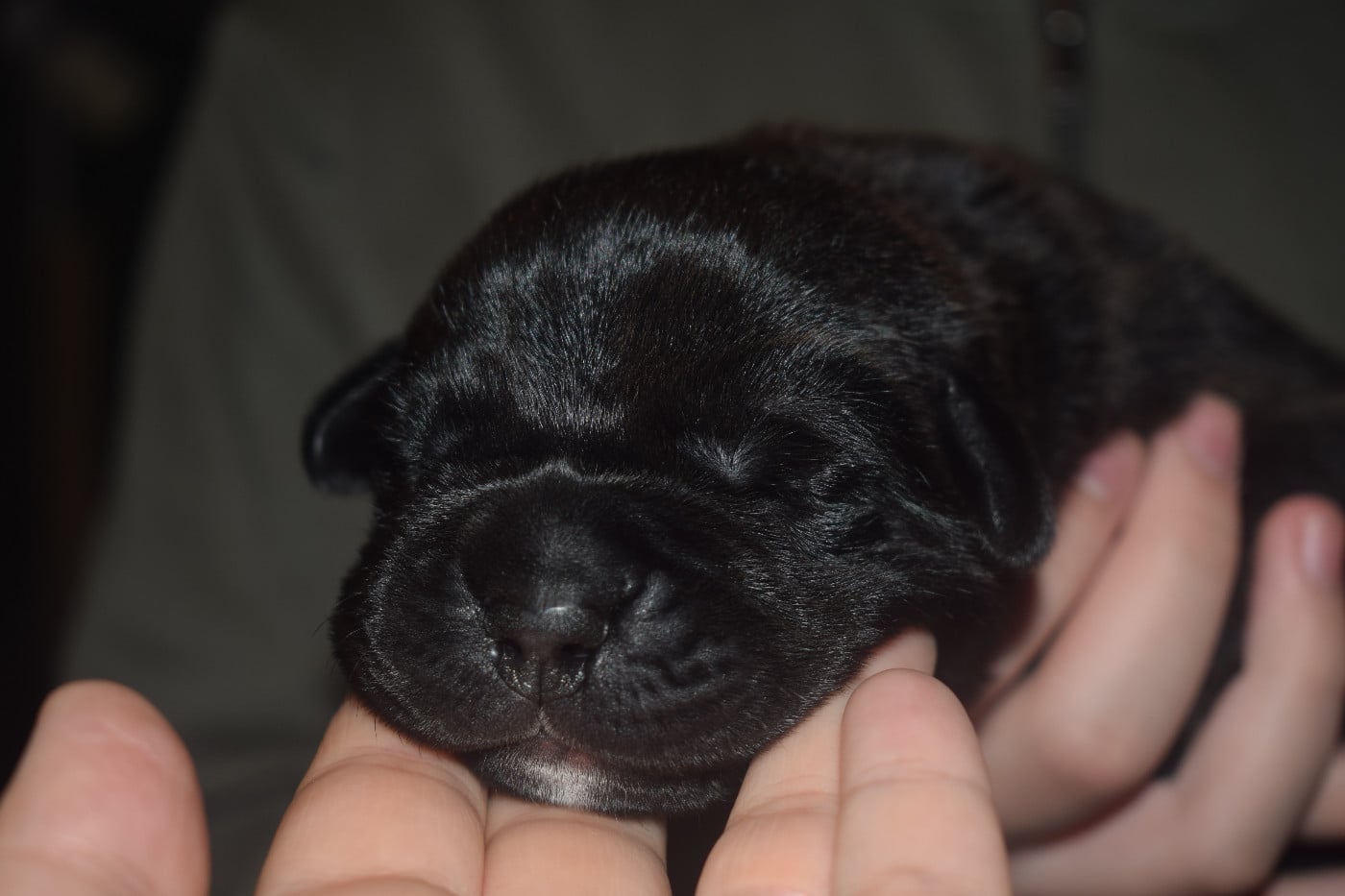 CHIOT 5 - Cane Corso