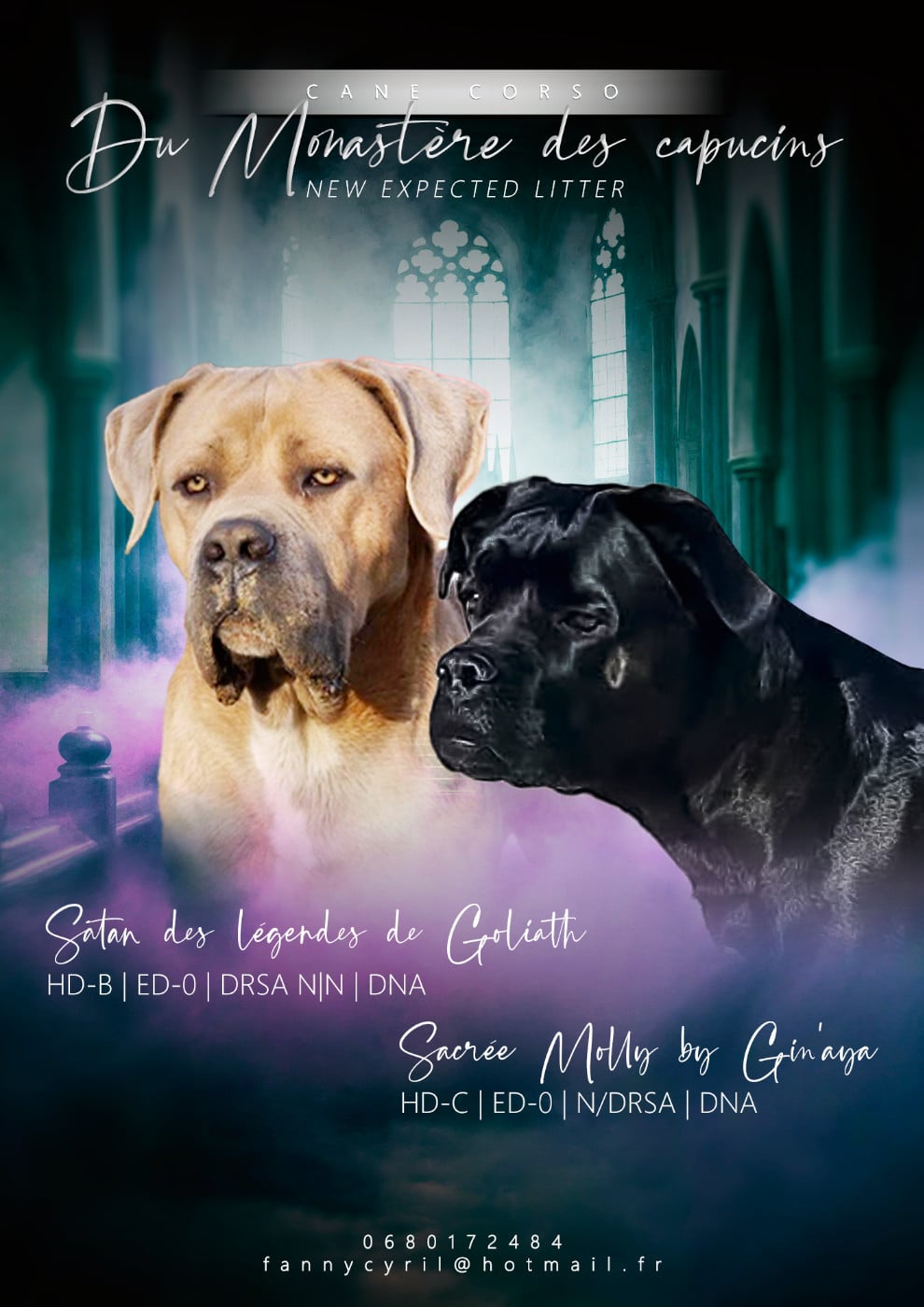 Cane Corso - Du Monastère Des Capucins