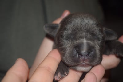 Les chiots de Cane Corso