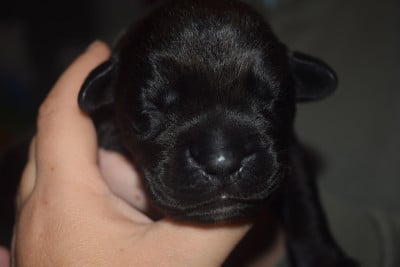 Les chiots de Cane Corso