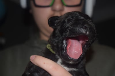 Les chiots de Cane Corso