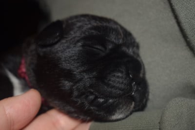 Les chiots de Cane Corso