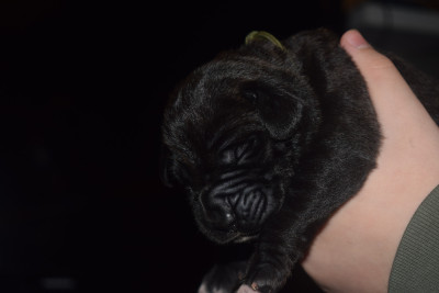 Les chiots de Cane Corso