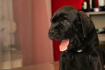 Les chiots de Cane Corso