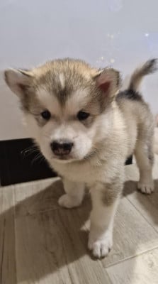 Les chiots de Alaskan Malamute