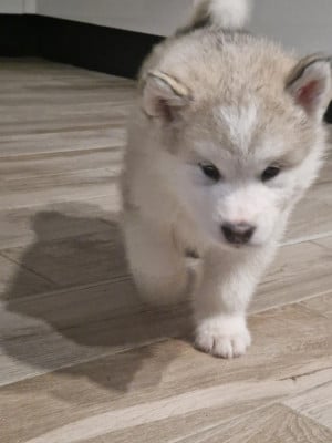 Les chiots de Alaskan Malamute