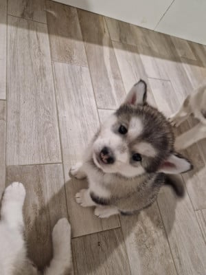 Les chiots de Alaskan Malamute