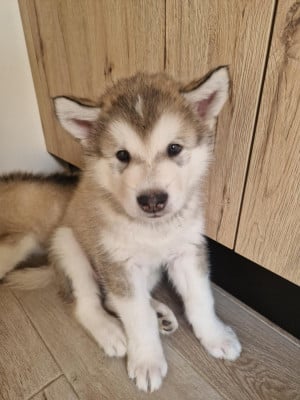 Les chiots de Alaskan Malamute