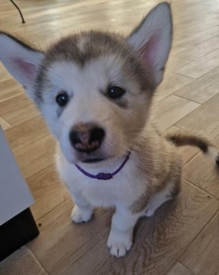 Les chiots de Alaskan Malamute