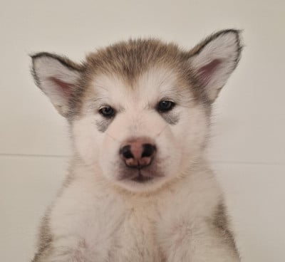 Les chiots de Alaskan Malamute