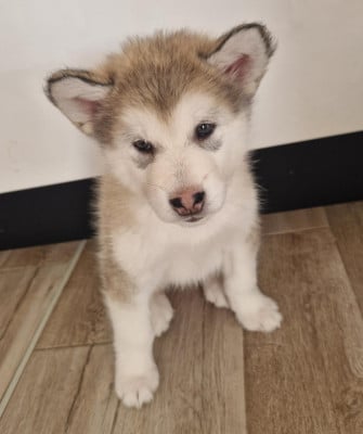 Les chiots de Alaskan Malamute