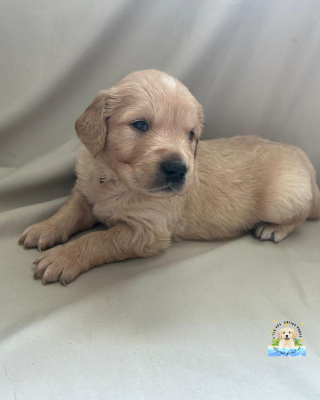 Les chiots de Golden Retriever