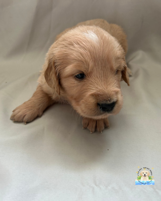 Les chiots de Golden Retriever
