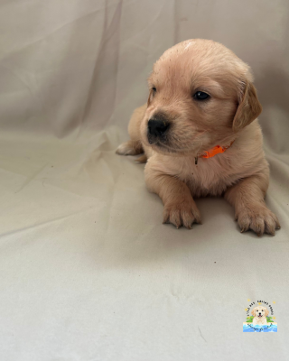 Les chiots de Golden Retriever