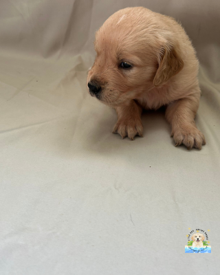 Les chiots de Golden Retriever