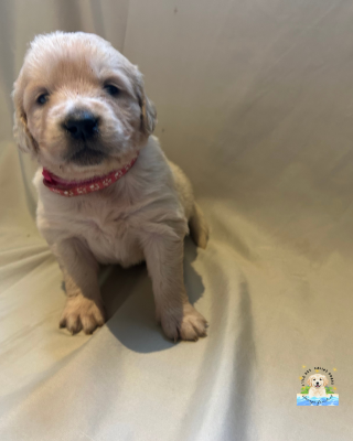 Les chiots de Golden Retriever