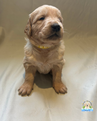 Les chiots de Golden Retriever