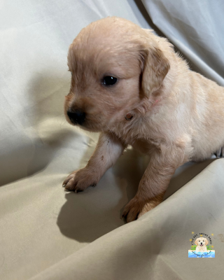 Les chiots de Golden Retriever