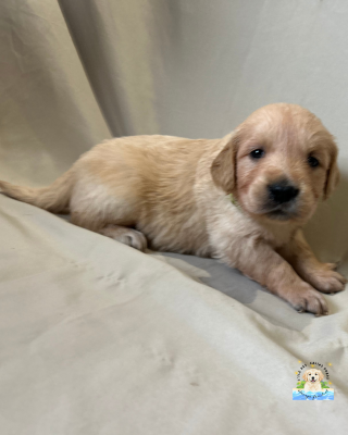 Les chiots de Golden Retriever