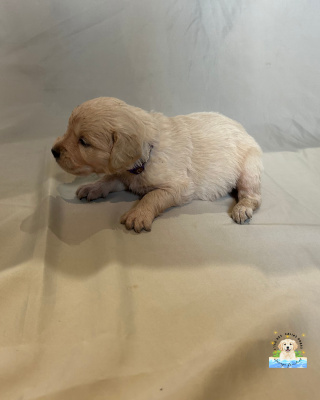 Les chiots de Golden Retriever