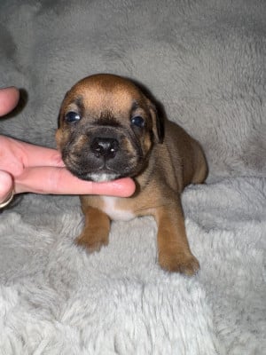 Les chiots de Staffordshire Bull Terrier