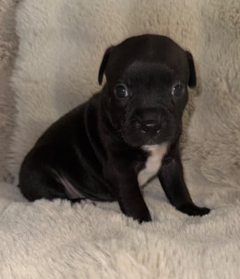 Les chiots de Staffordshire Bull Terrier