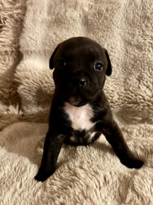 Les chiots de Staffordshire Bull Terrier