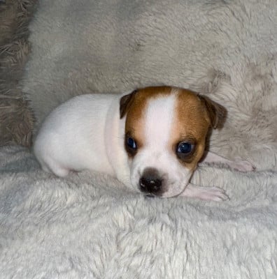 Les chiots de Staffordshire Bull Terrier