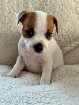 Les chiots de Staffordshire Bull Terrier