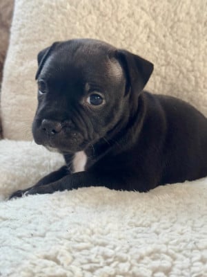 Les chiots de Staffordshire Bull Terrier