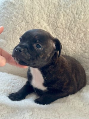Les chiots de Staffordshire Bull Terrier