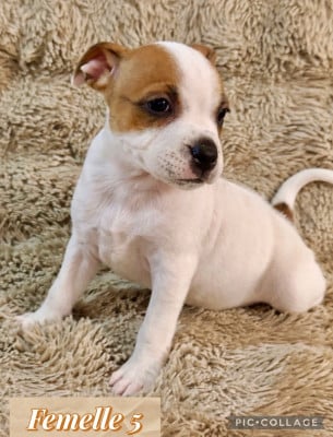 Les chiots de Staffordshire Bull Terrier