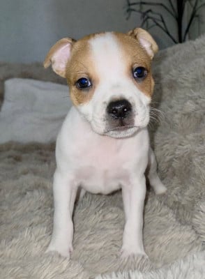 Les chiots de Staffordshire Bull Terrier