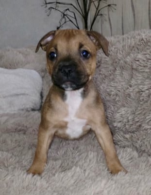 Les chiots de Staffordshire Bull Terrier
