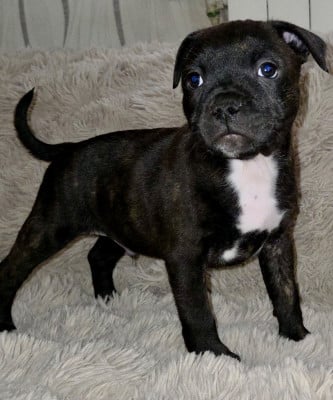 Les chiots de Staffordshire Bull Terrier