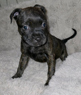Les chiots de Staffordshire Bull Terrier