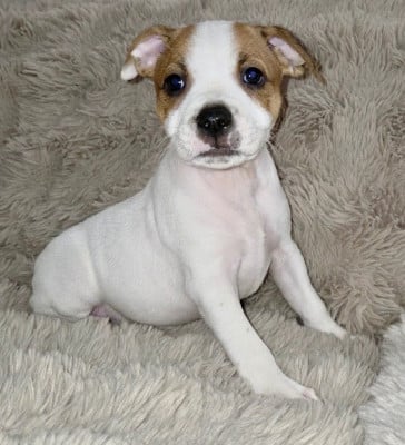 Les chiots de Staffordshire Bull Terrier