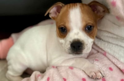 Les chiots de Staffordshire Bull Terrier