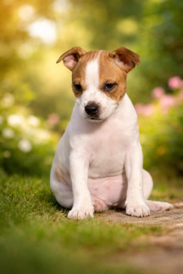 Les chiots de Staffordshire Bull Terrier