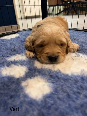 Les chiots de Golden Retriever