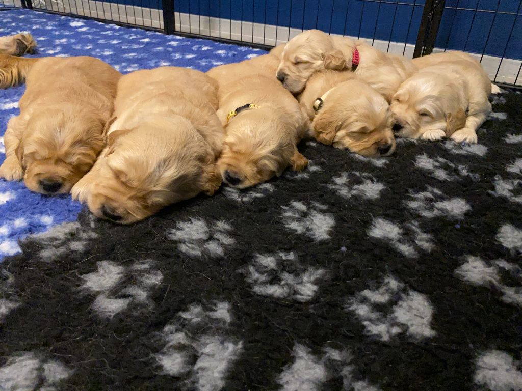 Golden Retriever - Des Bulles Dorées