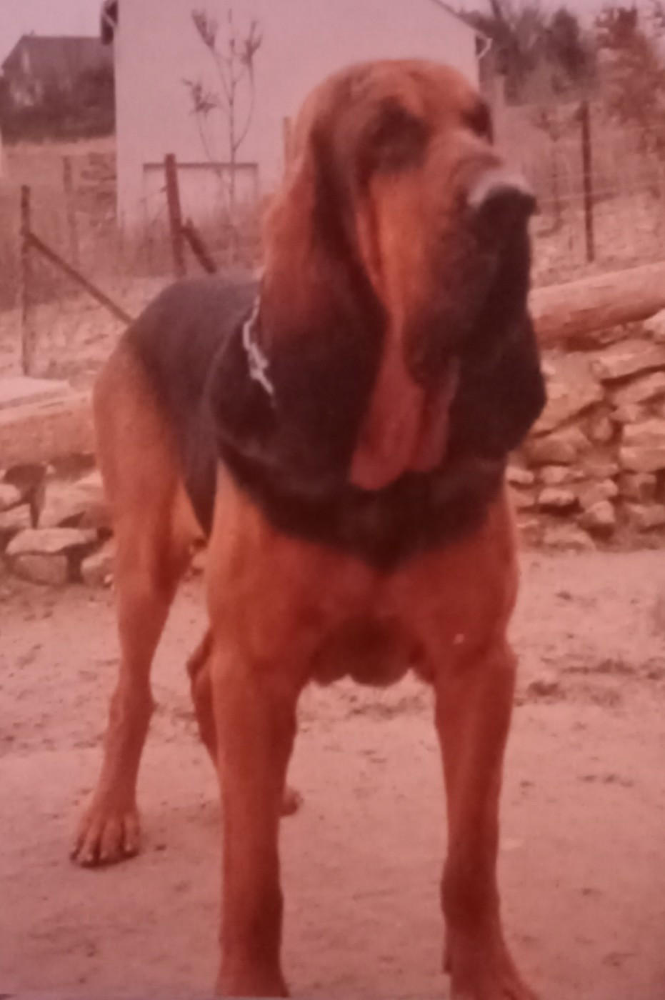 Gaspard (Sans Affixe)