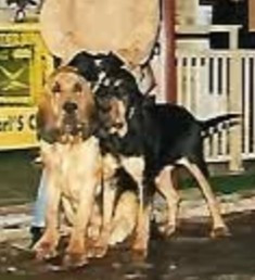 Lafayette De La Voie De Louvreuil