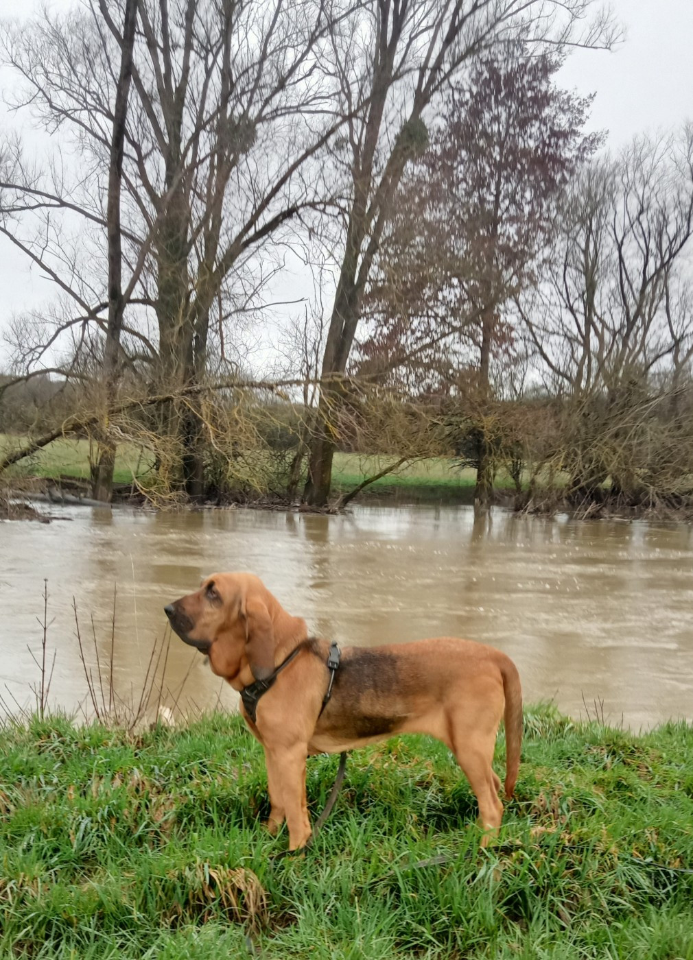 Tania du bois de bretel