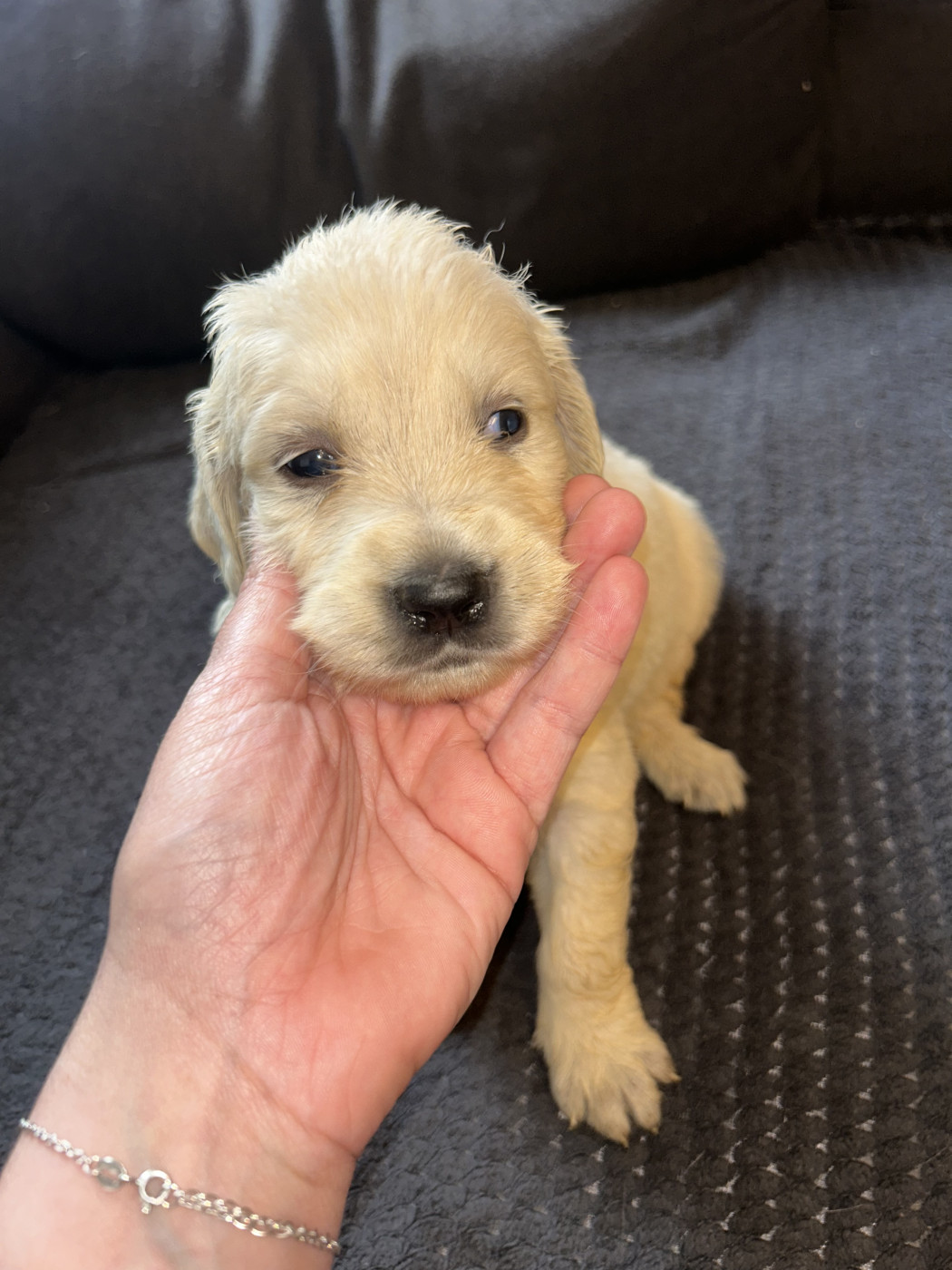 Collier rose foncé - Golden Retriever