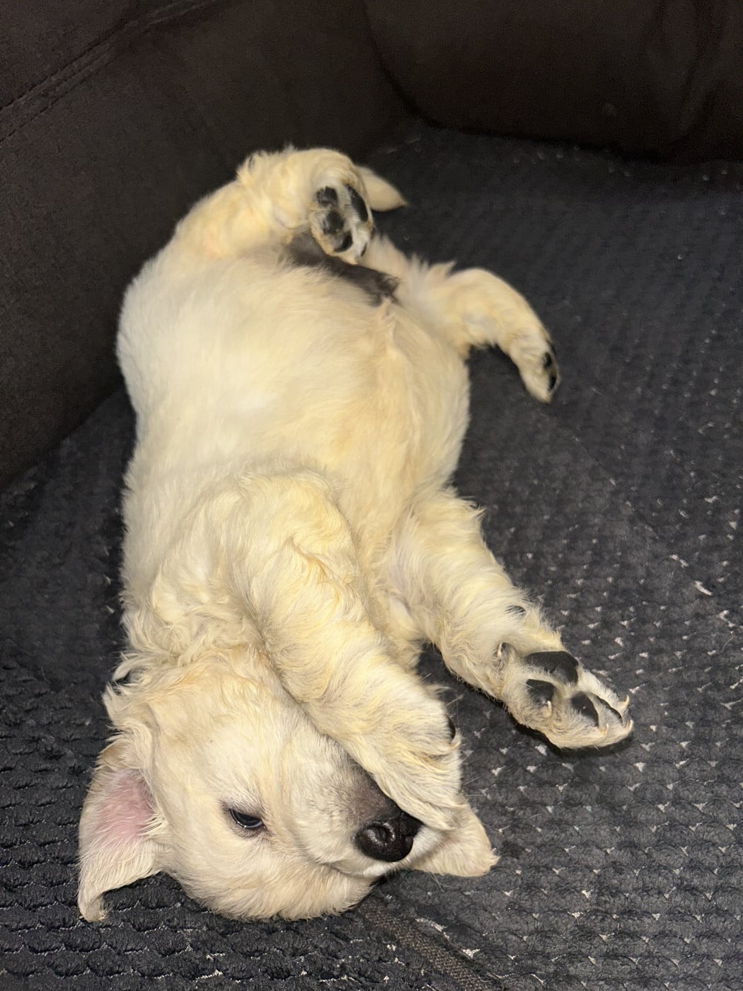Bleu foncé - Golden Retriever