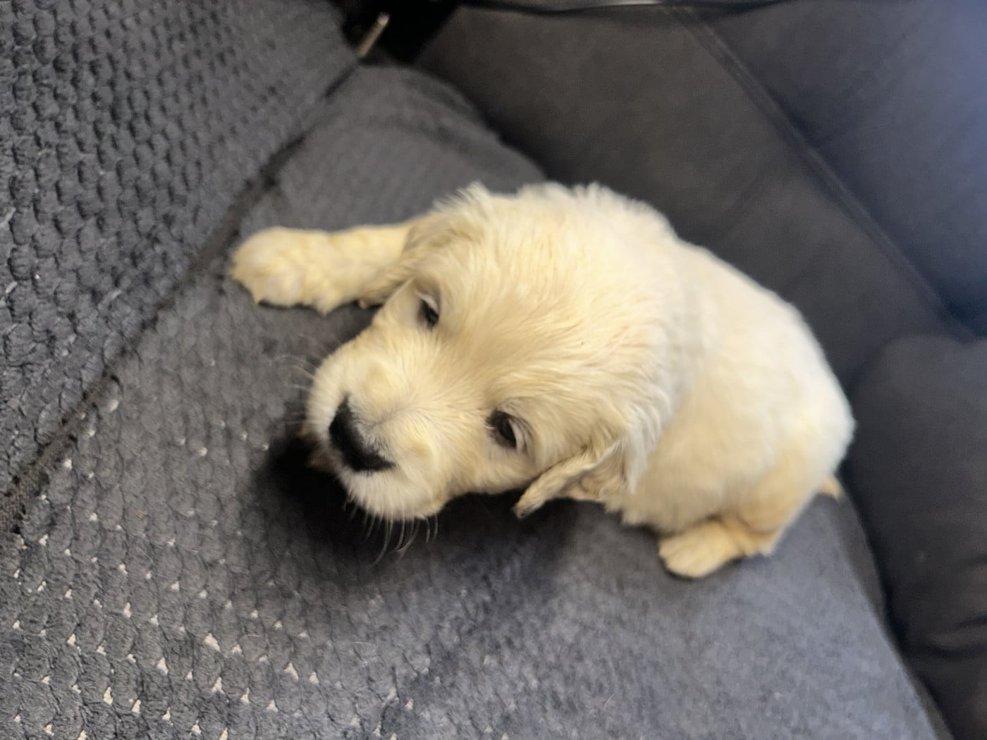 Rose clair - Golden Retriever